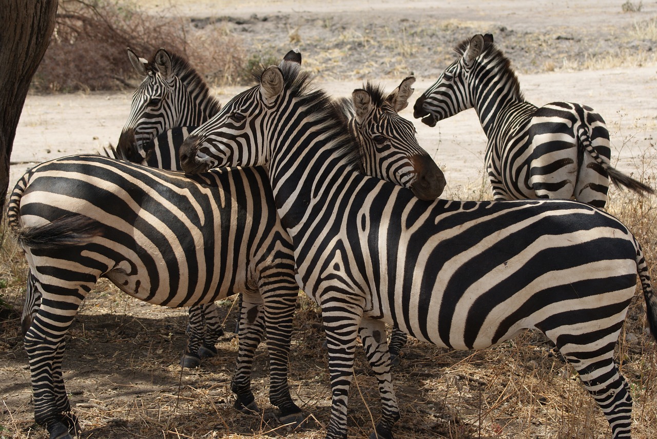 Zebra, Afrika, Gamta, Laukinė Gamta, Gyvūnas, Žinduolis, Nemokamos Nuotraukos,  Nemokama Licenzija