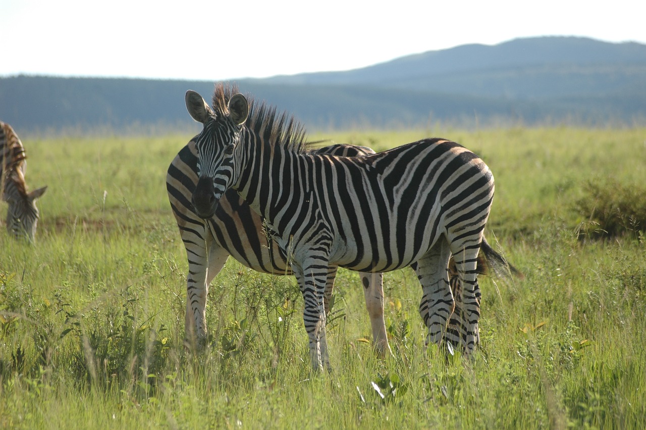 Zebra, Svazilandas, Pietų Afrika, Nemokamos Nuotraukos,  Nemokama Licenzija