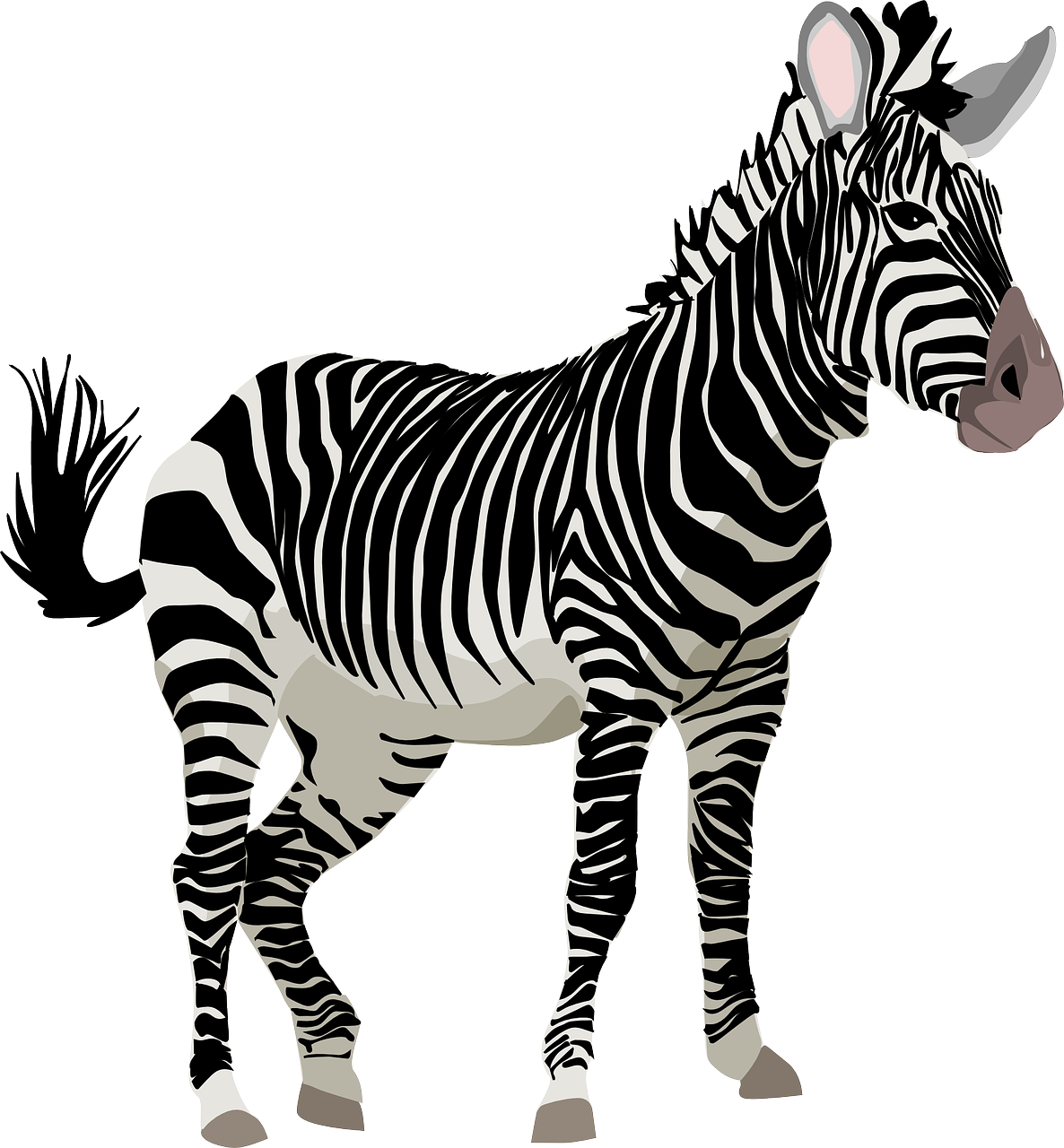 Zebra, Afrika, Gyvūnas, Safari, Zoologijos Sodas, Laukinė Gamta, Nemokama Vektorinė Grafika, Nemokamos Nuotraukos,  Nemokama Licenzija