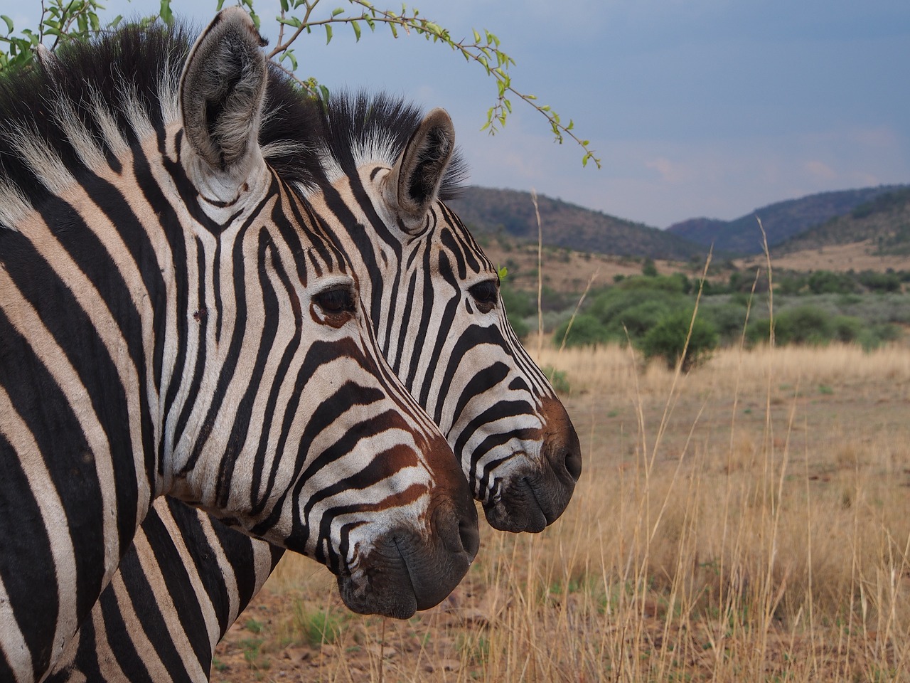 Zebra, Nacionalinis Parkas, Safari, Pietų Afrika, Gyvūnų Pasaulis, Gauteng, Pilanesbergas, Dykuma, Afrika, Laukinės Gamtos Fotografija