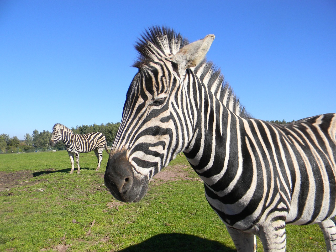 Zebra, Juostelės, Zoologijos Sodas, Nemokamos Nuotraukos,  Nemokama Licenzija