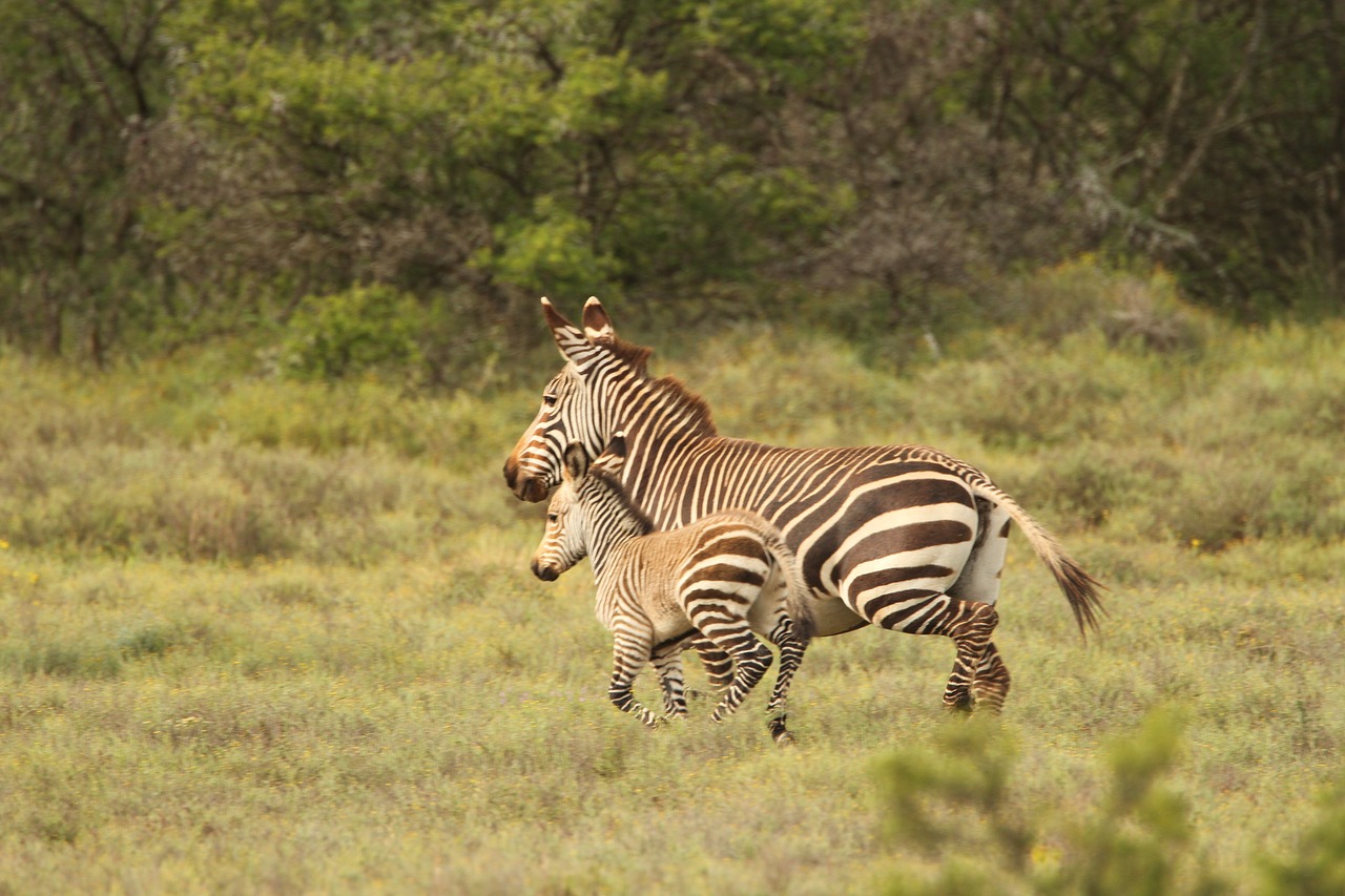 Zebra, Afrika, Laukiniai, Bėgimas, Kūdikis, Gyvūnas, Savana, Nemokamos Nuotraukos,  Nemokama Licenzija