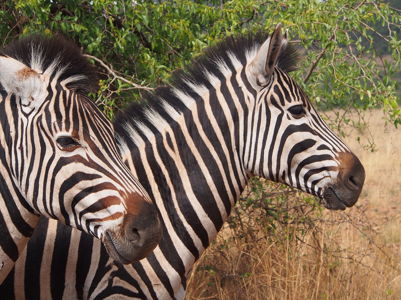 Zebra, Pilanesbergas, Dykuma, Gauteng, Afrika, Safari, Pietų Afrika, Nemokamos Nuotraukos,  Nemokama Licenzija