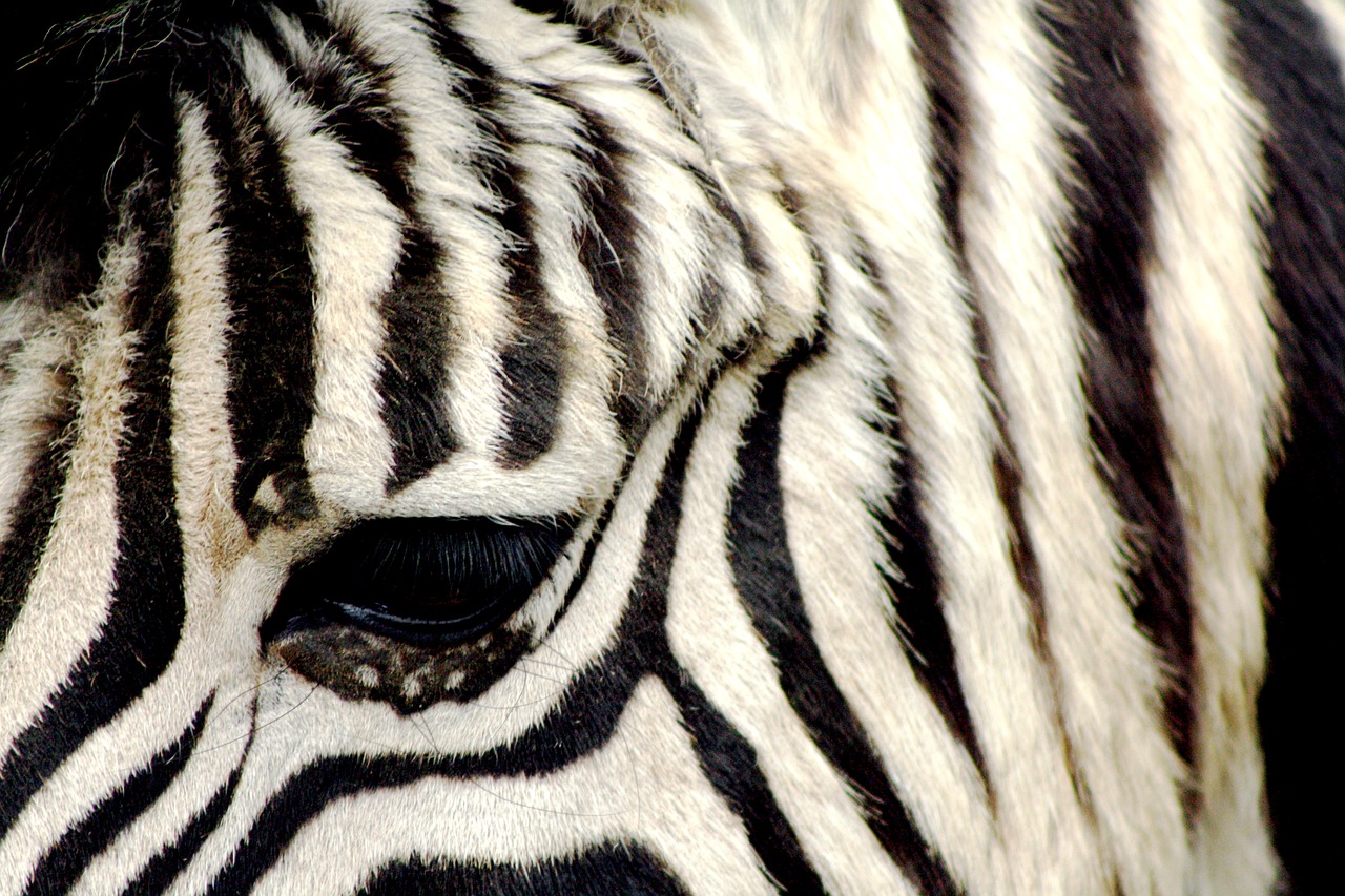 Zebra, Zoologijos Sodas, Antwerpen, Dryžuotas, Nemokamos Nuotraukos,  Nemokama Licenzija