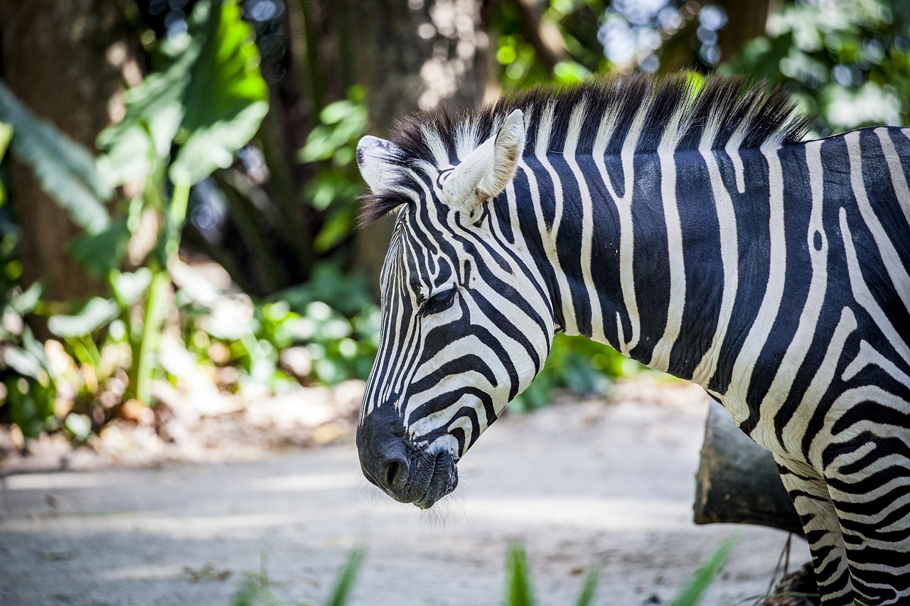 Zebra, Grevy, Juodos Ir Baltos Juostelės, Afrika, Zebra Juostelės, Nemokamos Nuotraukos,  Nemokama Licenzija