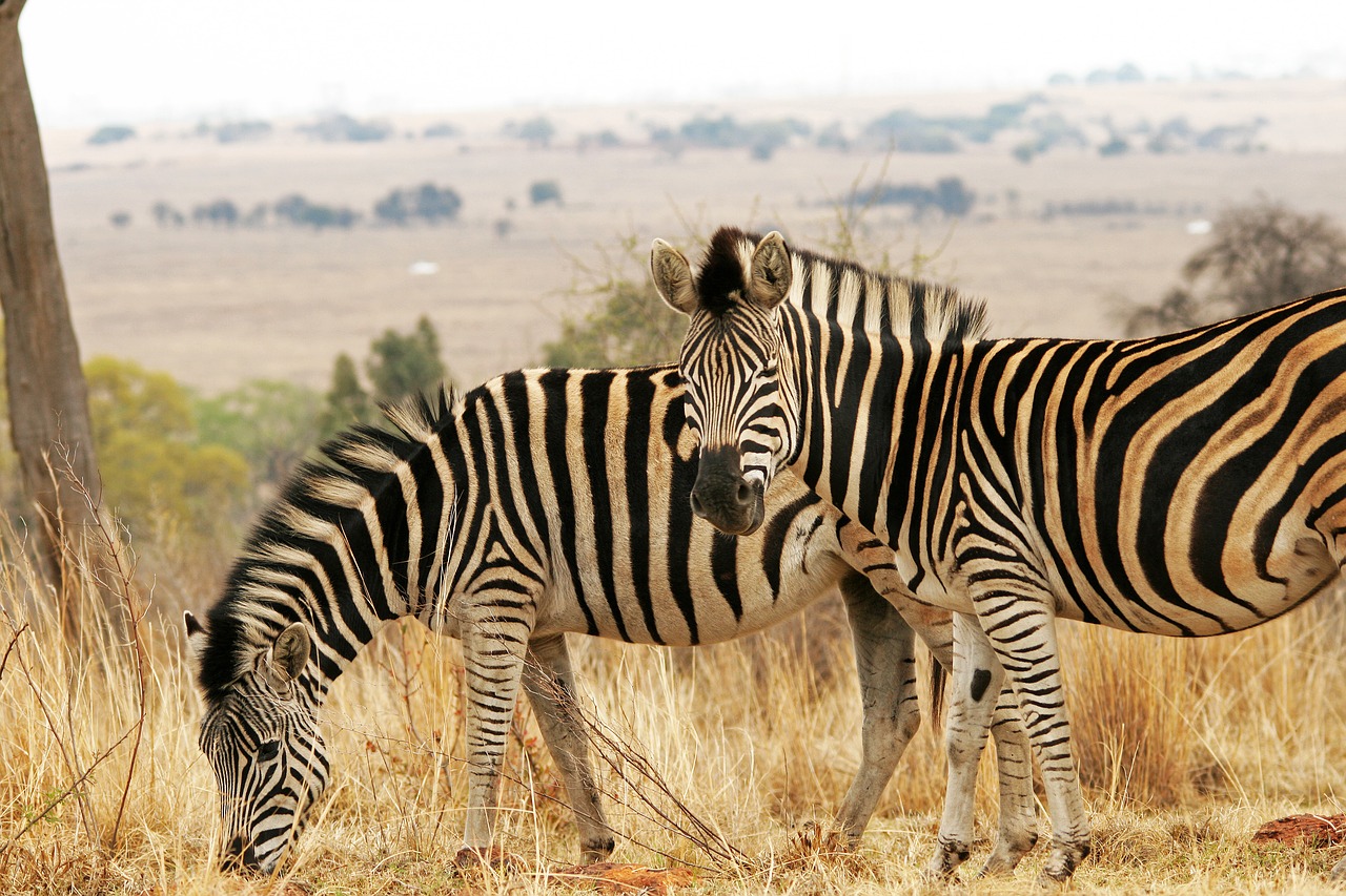 Zebra, Žaidimas, Gyvūnai, Laukinė Gamta, Veld, Gamta, Žolė, Nemokamos Nuotraukos,  Nemokama Licenzija