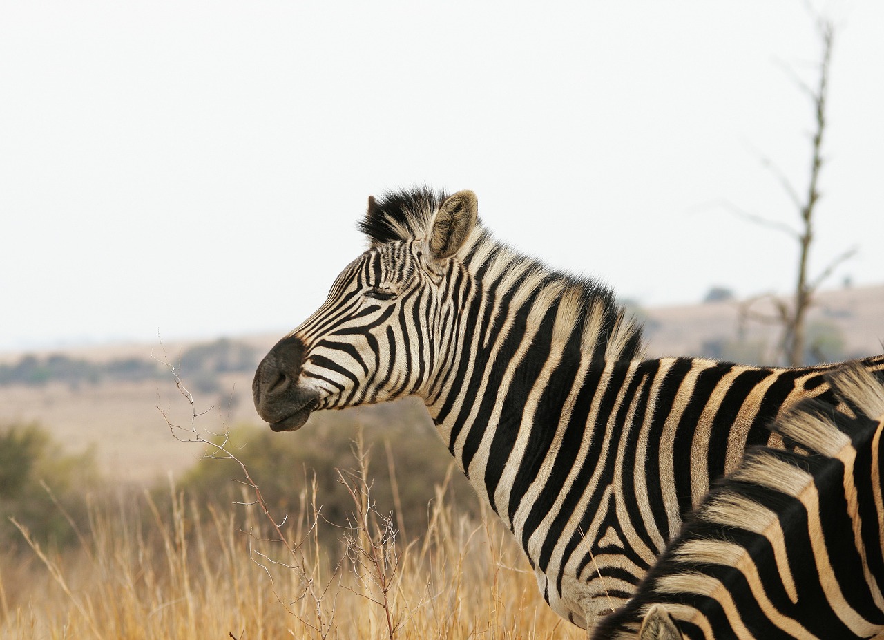 Zebra, Gyvūnas, Žinduolis, Žaidimas, Laukinė Gamta, Gamta, Žolė, Veld, Afrika, Nemokamos Nuotraukos