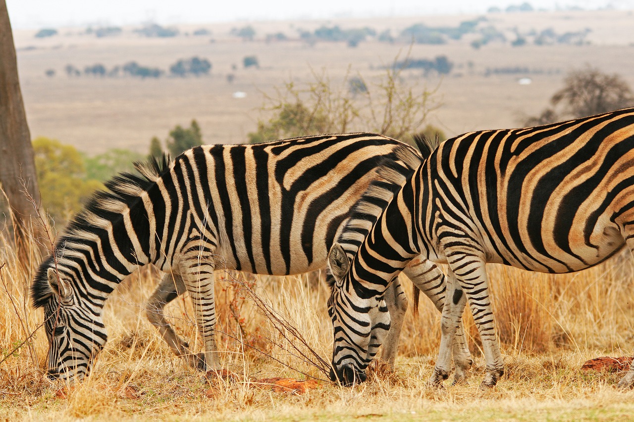 Zebra, Gyvūnas, Žinduolis, Žaidimas, Laukinė Gamta, Gamta, Žolė, Veld, Afrika, Nemokamos Nuotraukos