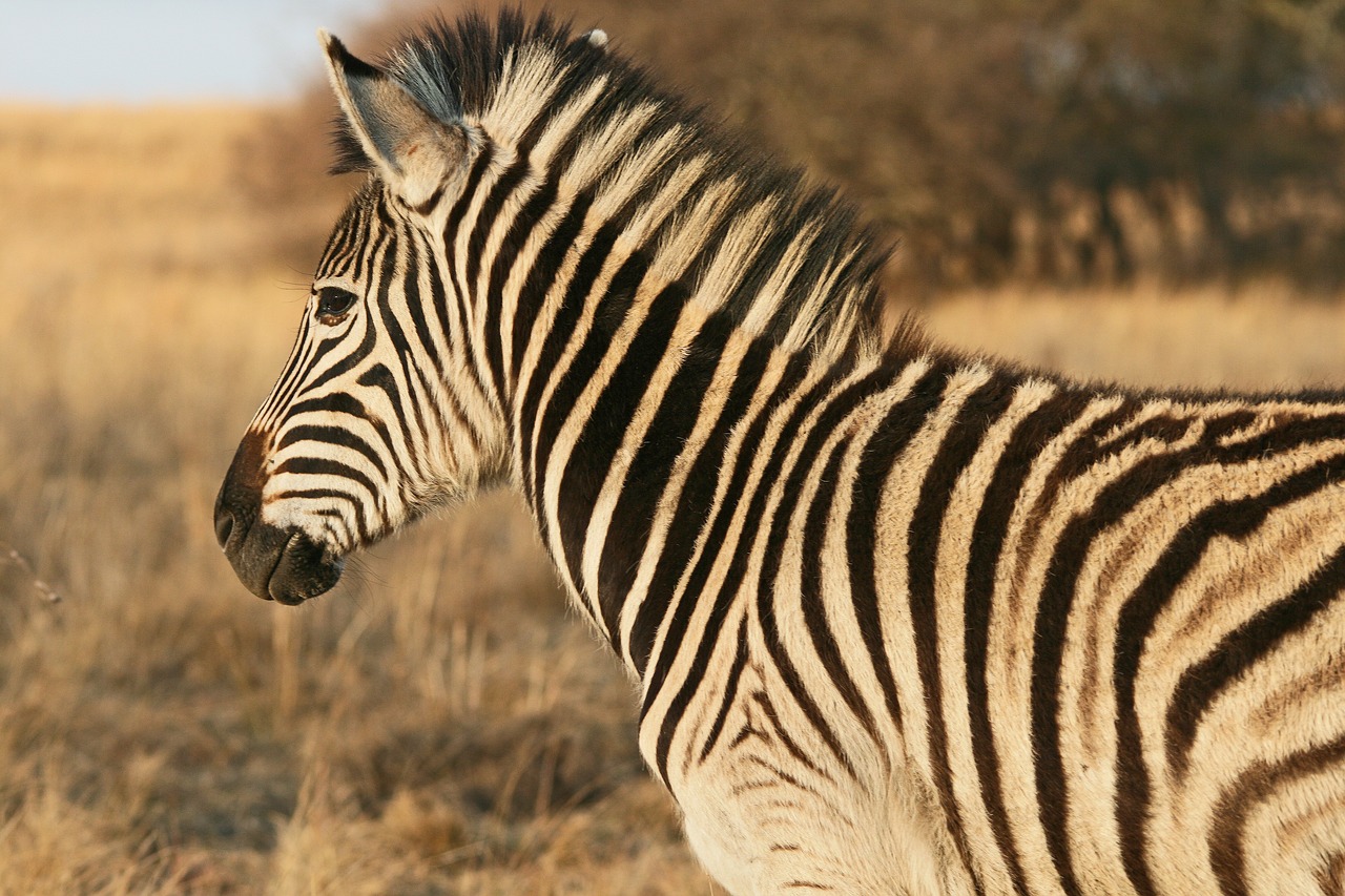 Zebra, Gyvūnas, Žinduolis, Jaunas, Žaidimas, Laukinė Gamta, Gamta, Žolė, Veld, Afrika