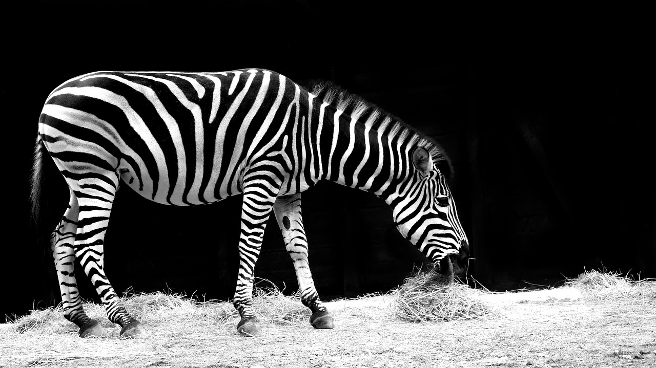 Zebra, Gyvūnas, Juoda Ir Balta, Zoologijos Sodas, Gamta, Dryžuotas, Afrika, Valgyti, Viso Kūno, Puslapis