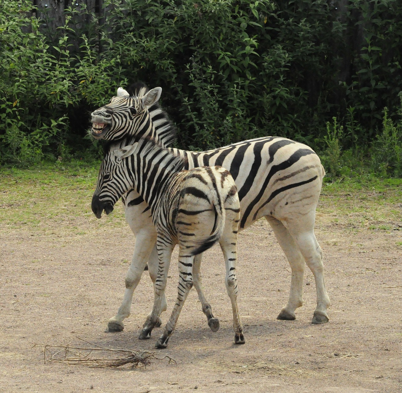 Zebra, Kūdikis, Zebra Juostelės, Zoologijos Sodas, Zebras, Afrika, Laukiniai, Kumeliukas, Juostelės, Žinduolis
