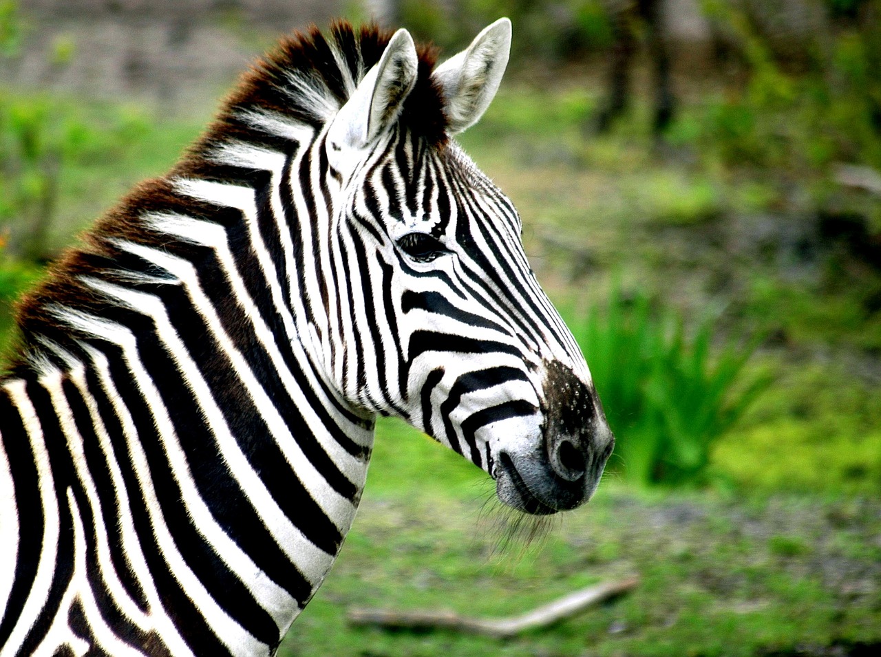 Zebra, Juostelės, Juoda, Balta, Žinduolis, Laukinė Gamta, Gyvūnas, Safari, Rezervas, Dryžuotas