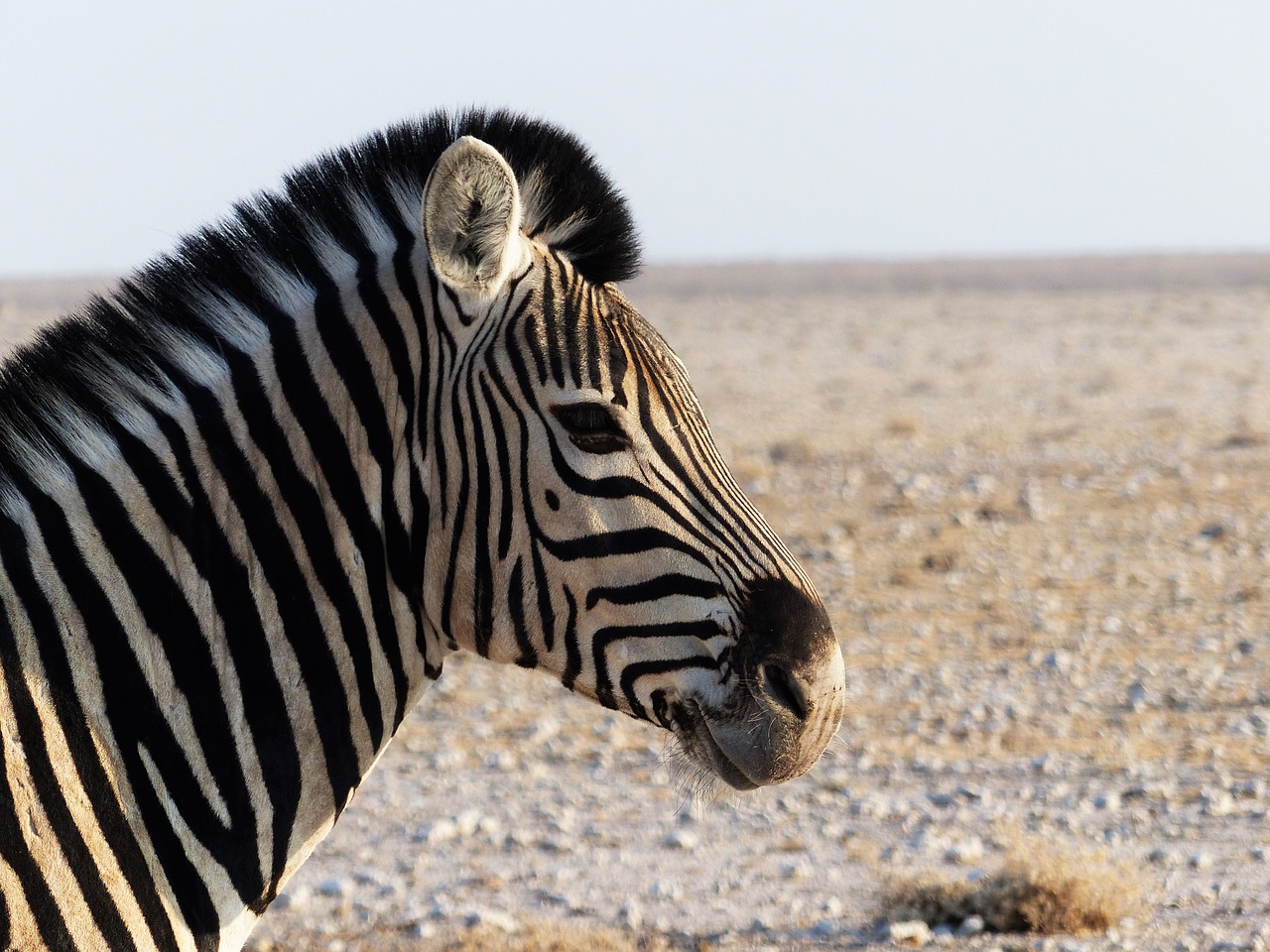 Zebra, Pėsčiųjų Perėja, Afrika, Uždaryti, Juodos Ir Baltos Juostelės, Zebra Juostelės, Safari, Juostelės, Nacionalinis Parkas, Laukinis Gyvūnas
