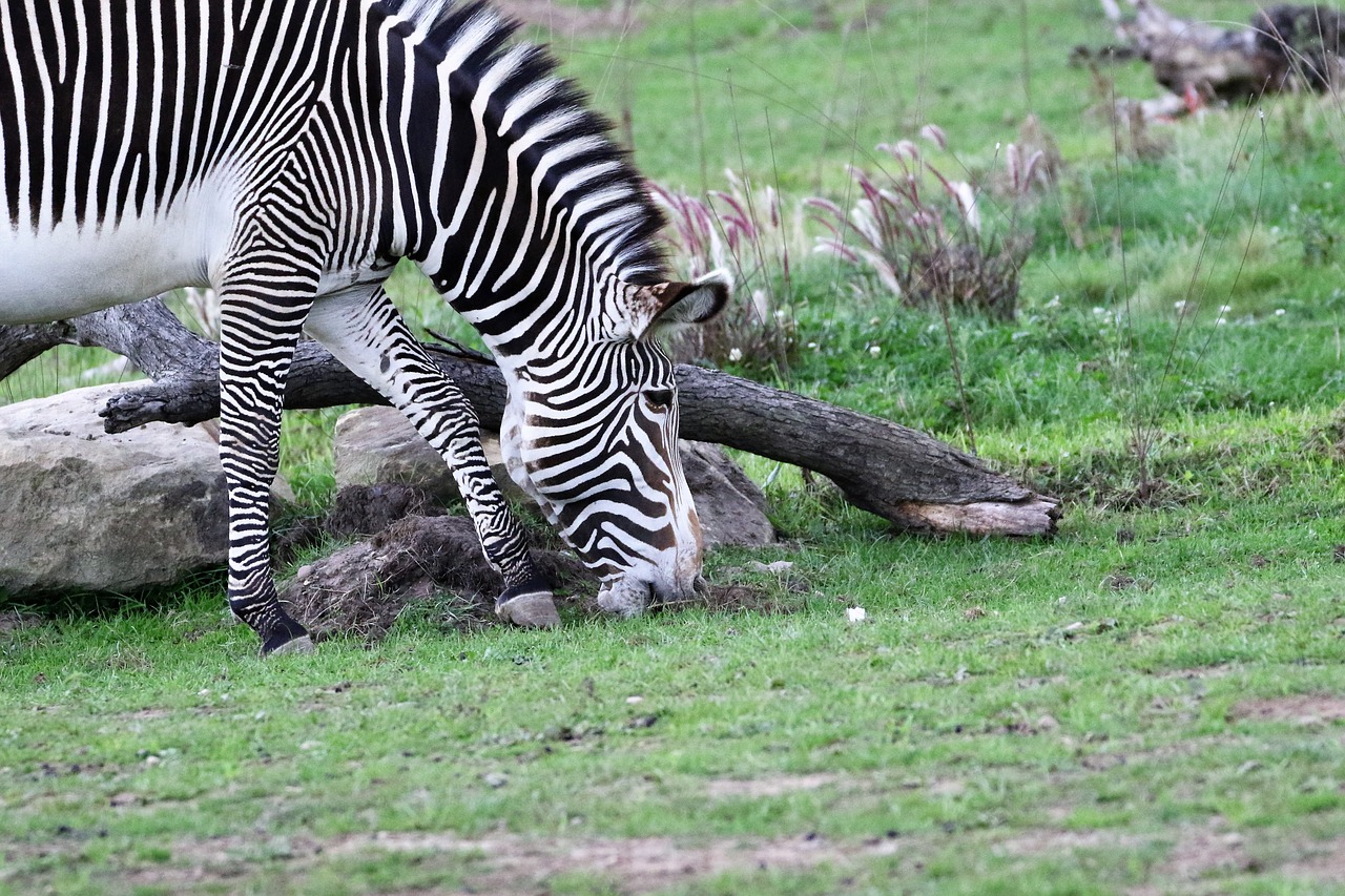 Zebra, Juostelės, Dryžuotas, Juoda, Balta, Afrika, Laukinė Gamta, Portretas, Laukiniai, Gyvūnas