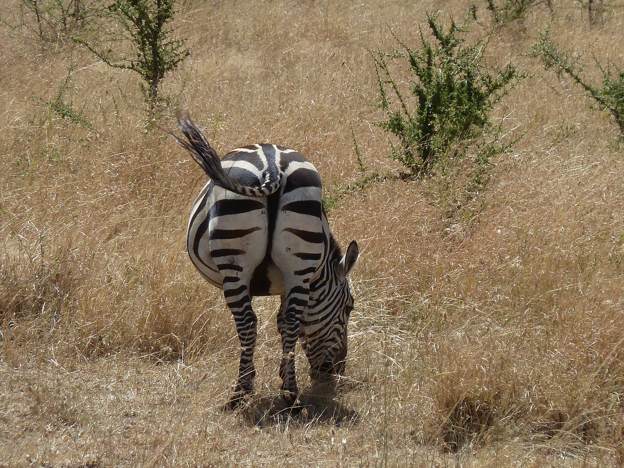 Zebra, Afrika, Laukinė Gamta, Zebra Juostelės, Juoda Balta, Gyvūnų Pasaulis, Laukiniai Gyvūnai, Nemokamos Nuotraukos,  Nemokama Licenzija