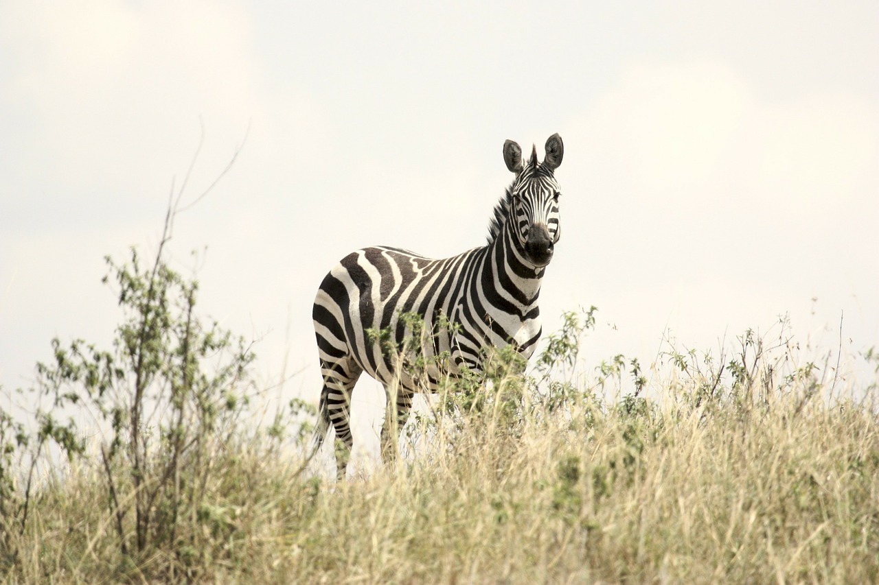 Zebra, Safari, Laukinė Gamta, Serengeti, Tanzanija, Kūdikio Zebra, Afrika, Gyvūnas, Žinduolis, Nemokamos Nuotraukos