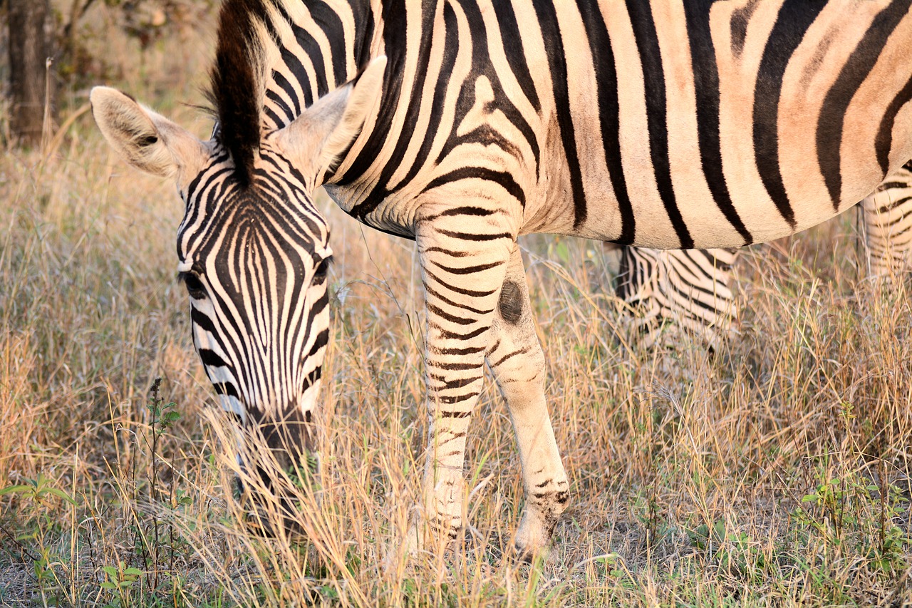 Zebra, Kruger Parkas Pietų Afrikoje, Modeliai, Gamta, Juostelės, Nemokamos Nuotraukos,  Nemokama Licenzija