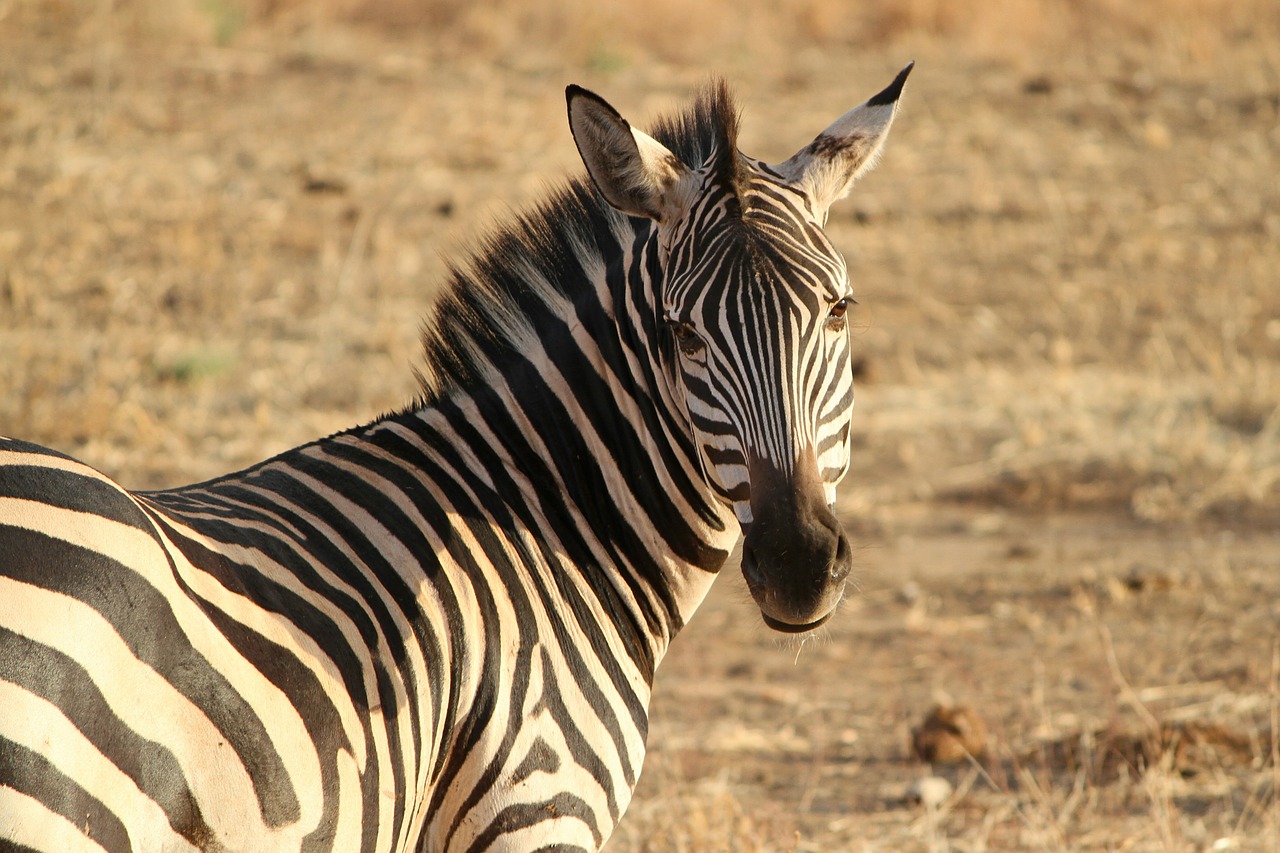 Zebra, Pėsčiųjų Perėja, Laukinis Gyvūnas, Safari, Tanzanija, Vakaro Saulė, Afrika, Savana, Laukinė Gamta, Gyvūnų Pasaulis