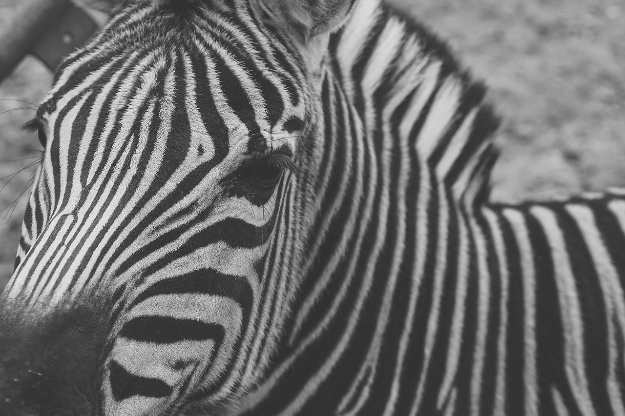 Zebra, Nelaisvė, Juoda Ir Balta, Juostelės, Laukinės Gamtos Fotografija, Tvora, Liūdnas, Užrakintas, Padaras, Nuotaika
