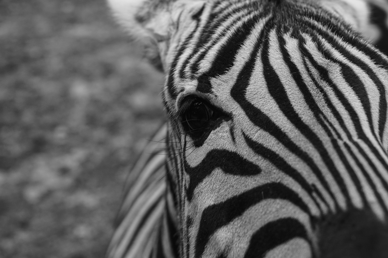 Zebra, Nelaisvė, Juoda Ir Balta, Tvora, Zoologijos Sodas, Laukinės Gamtos Fotografija, Liūdnas, Užrakintas, Tvoros, Padaras