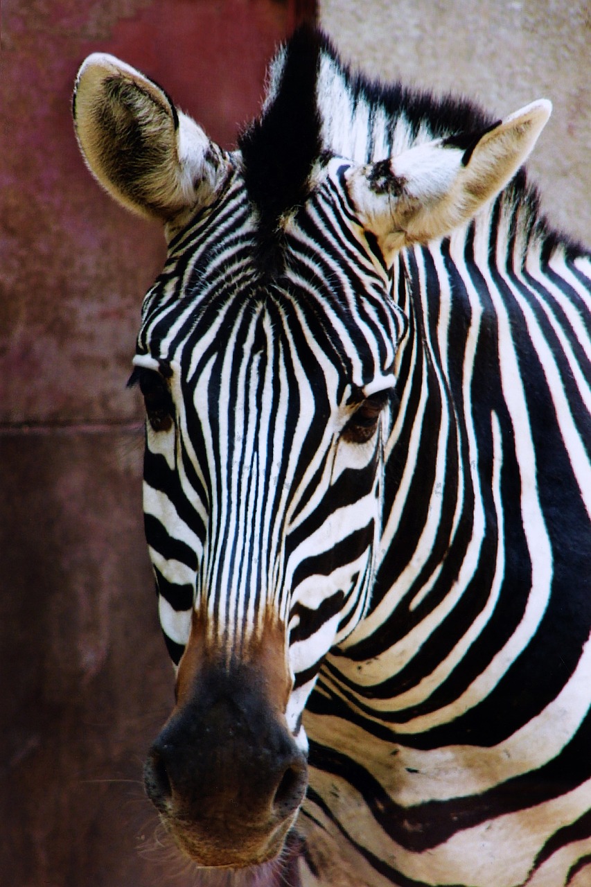 Zebra, Gyvūnas, Zoologijos Sodas, Gamta, Dryžuotas, Laukinis Gyvūnas, Afrika, Nemokamos Nuotraukos,  Nemokama Licenzija