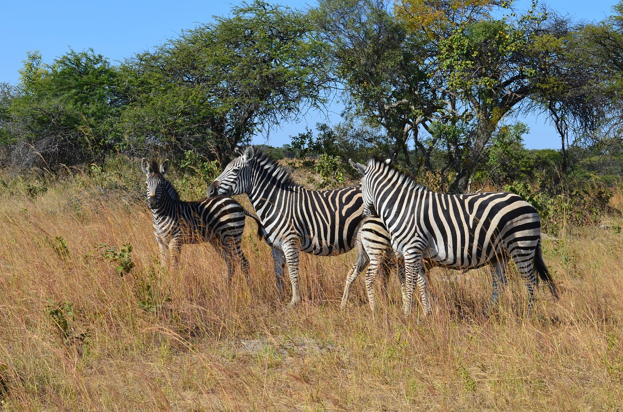 Zebra, Zebras, Laukiniai, Laukinis Gyvenimas, Gyvūnai, Zimbabvė, Afrika, Krūmas, Žolė, Šeima