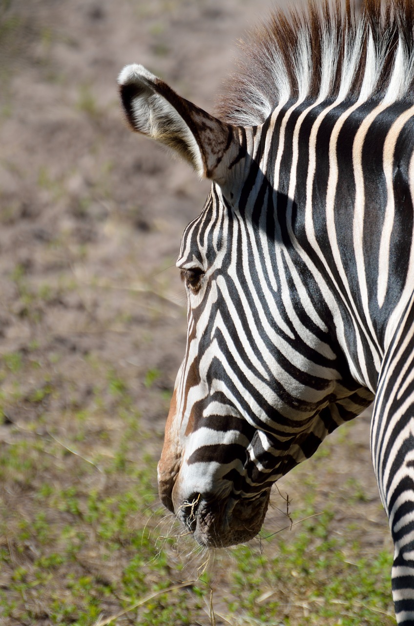 Zebra, Laukinė Gamta, Gyvūnas, Gamta, Juostelės, Juoda Ir Balta, Profilis, Afrika, Laukiniai, Fauna