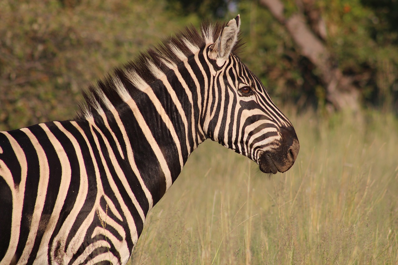 Zebra, Gamta, Gyvūnas, Laukinė Gamta, Laukiniai, Balta, Juoda, Afrika, Safari, Natūralus