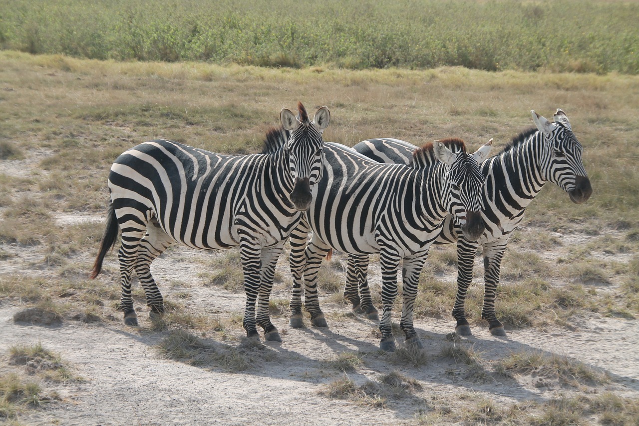 Zebra, Afria, Kenia, Safari, Zebras, Afrika, Juostelės, Laukiniai, Gyvūnai, Nemokamos Nuotraukos