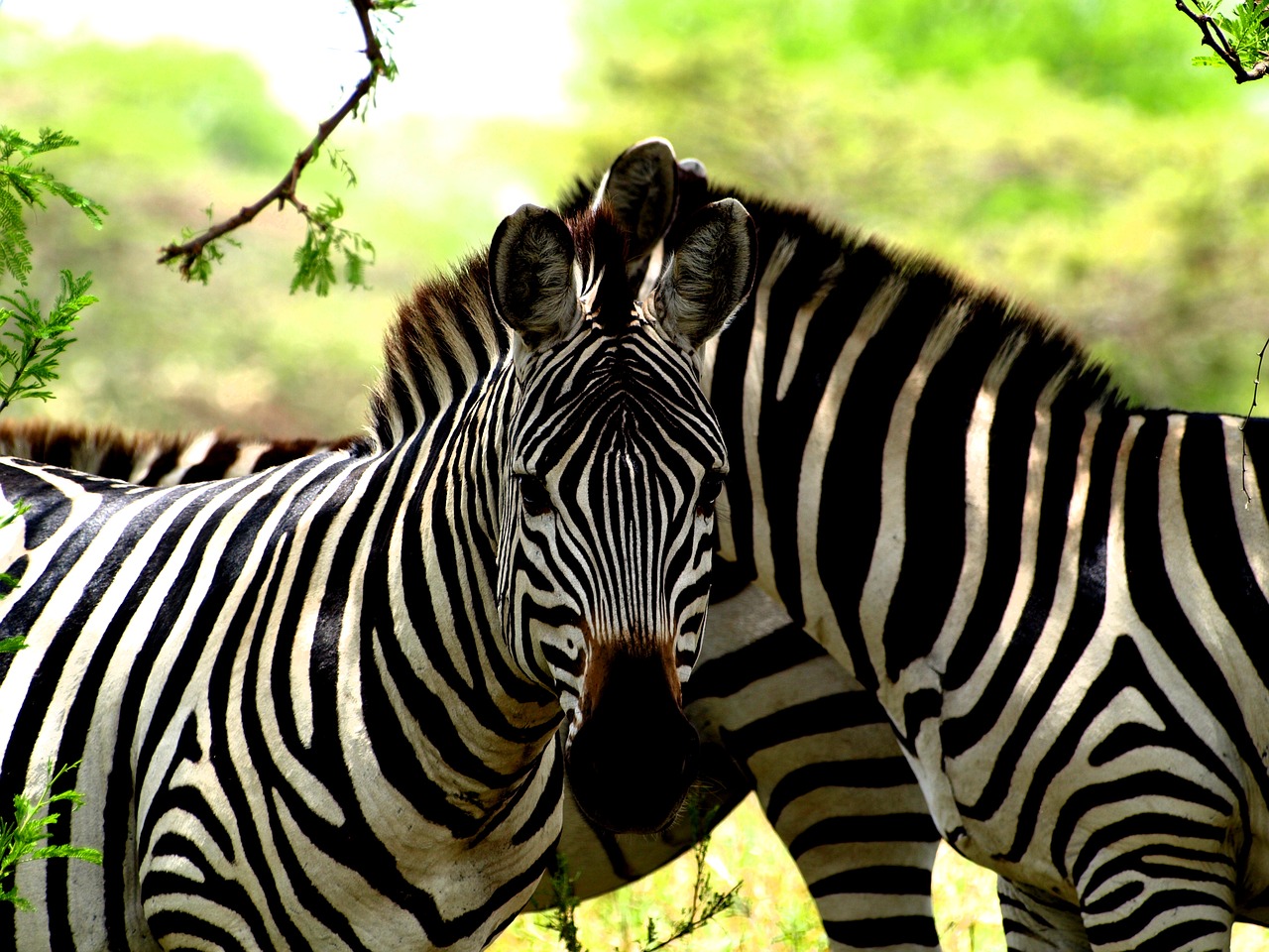 Zebra, Afrika, Safari, Nemokamos Nuotraukos,  Nemokama Licenzija
