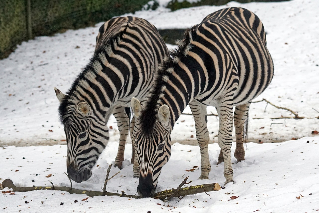 Zebra, Chapman Stepė Zebra, Perisodactyla, Kaip Arklys, Laukinės Gamtos Fotografija, Sniegas, Žiema, Šaltas, Nemokamos Nuotraukos,  Nemokama Licenzija