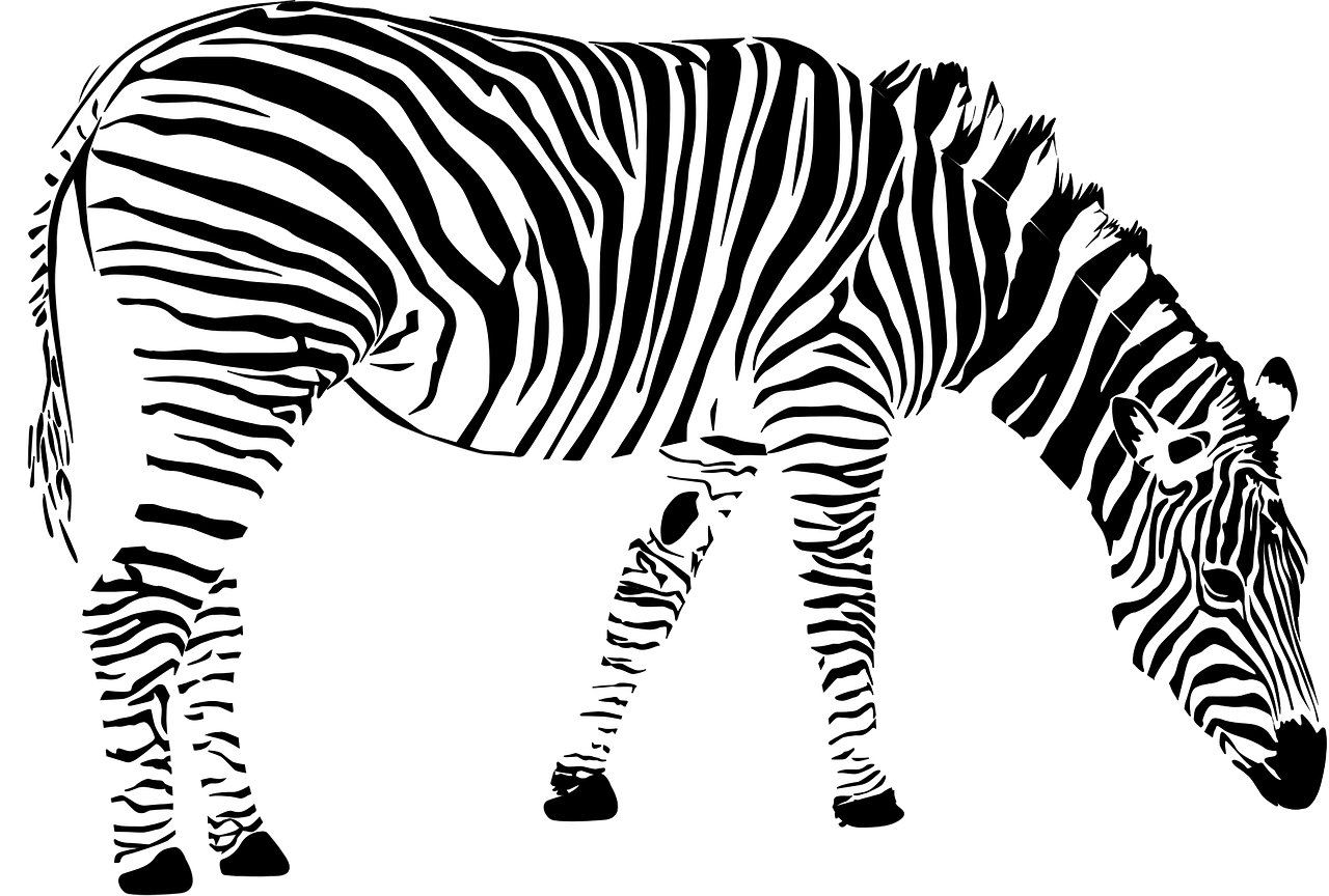 Zebra, Afrika, Gyvūnas, Juoda Ir Balta, Nemokama Vektorinė Grafika, Nemokamos Nuotraukos,  Nemokama Licenzija