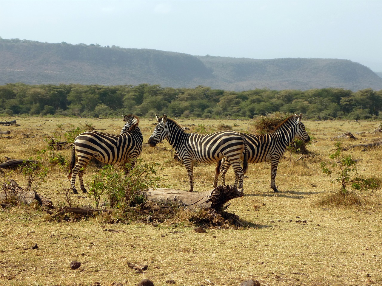 Zebra, Tanzanija, Afrika, Laukinis Gyvūnas, Safari, Gyvūnas, Laukiniai, Juostelės, Lake Manyara Nacionalinis Parkas, Savana