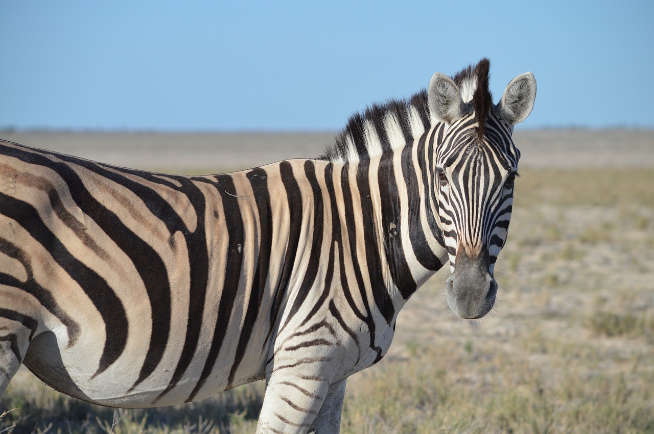 Zebra, Galva, Dryžuotas, Juoda Balta, Gyvūnas, Afrika, Etosha, Nacionalinis Parkas, Safari, Namibija