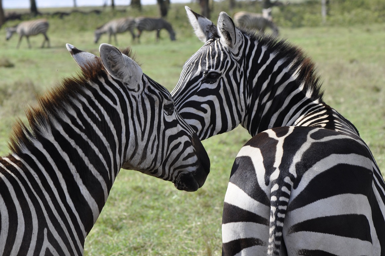 Zebra, Safari, Juostelės, Nemokamos Nuotraukos,  Nemokama Licenzija
