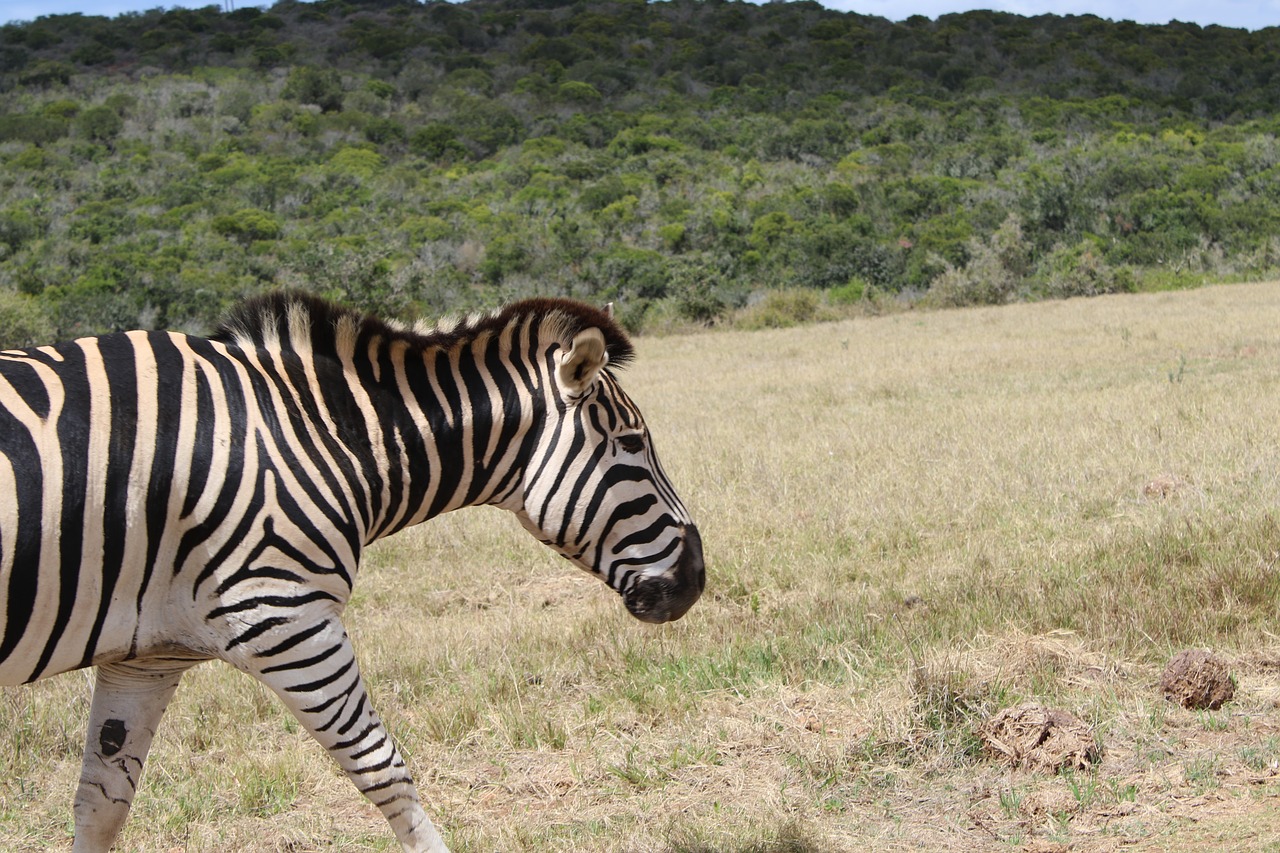 Zebra, Afrikos, Žinduolis, Laukiniai, Gyvūnas, Parkas, Nacionalinis, Rezervas, Į Pietus, Modelis