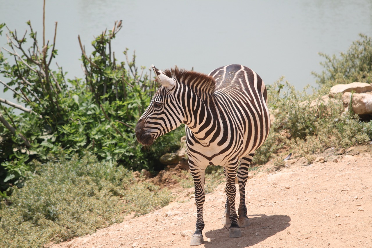 Zebra, Laukiniai, Juostelės, Gyvūnas, Žinduolis, Zebras, Zoologijos Sodas, Laukinė Gamta, Safari, Afrika