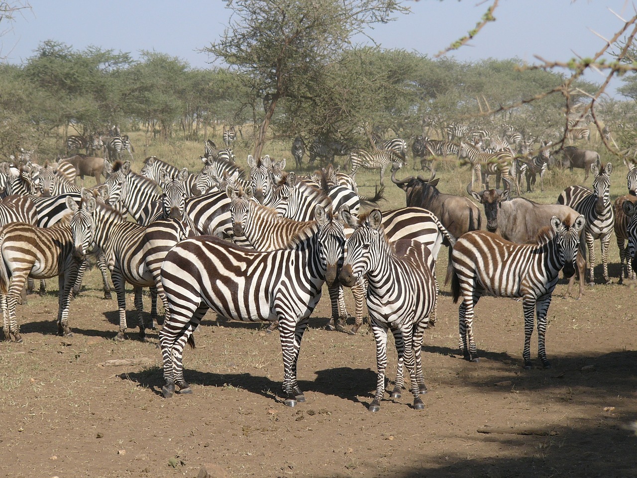Zebra, Kenya, Masai Mara Nacionalinis Parkas, Grobis, Gyvūnas, Gamta, Gyvūnai, Nemokamos Nuotraukos,  Nemokama Licenzija
