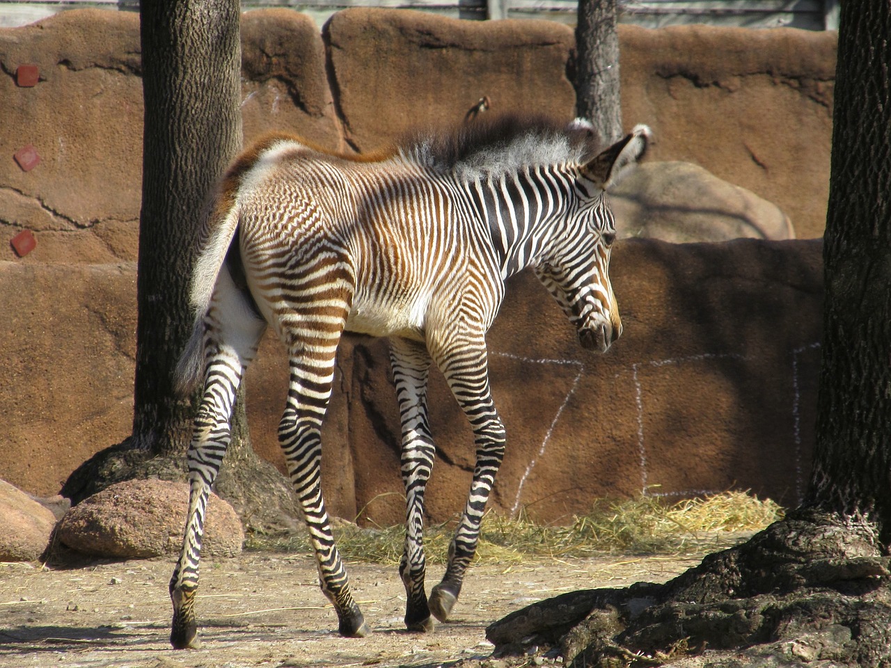 Zebra, Kūdikis, Jaunas, Zoologijos Sodas, Gamta, Laukinė Gamta, Žinduolis, Dryžuotas, Vaikščioti, Gaubtas