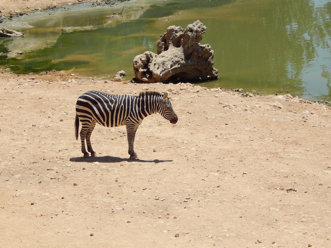 Zebra, Safari, Zoologijos Sodas, Gamta, Vanduo, Nemokamos Nuotraukos,  Nemokama Licenzija