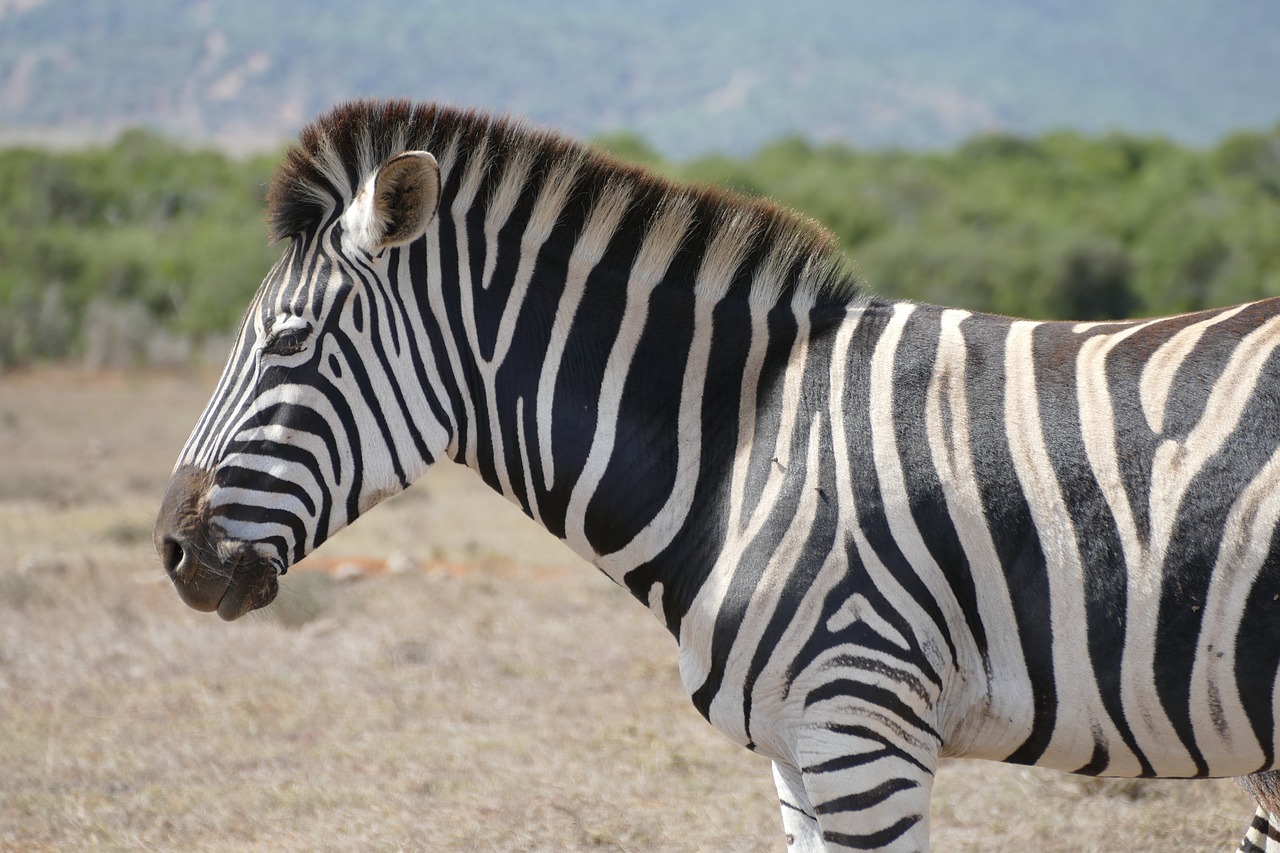 Zebra, Addo, Nacionalinis Parkas, Nemokamos Nuotraukos,  Nemokama Licenzija