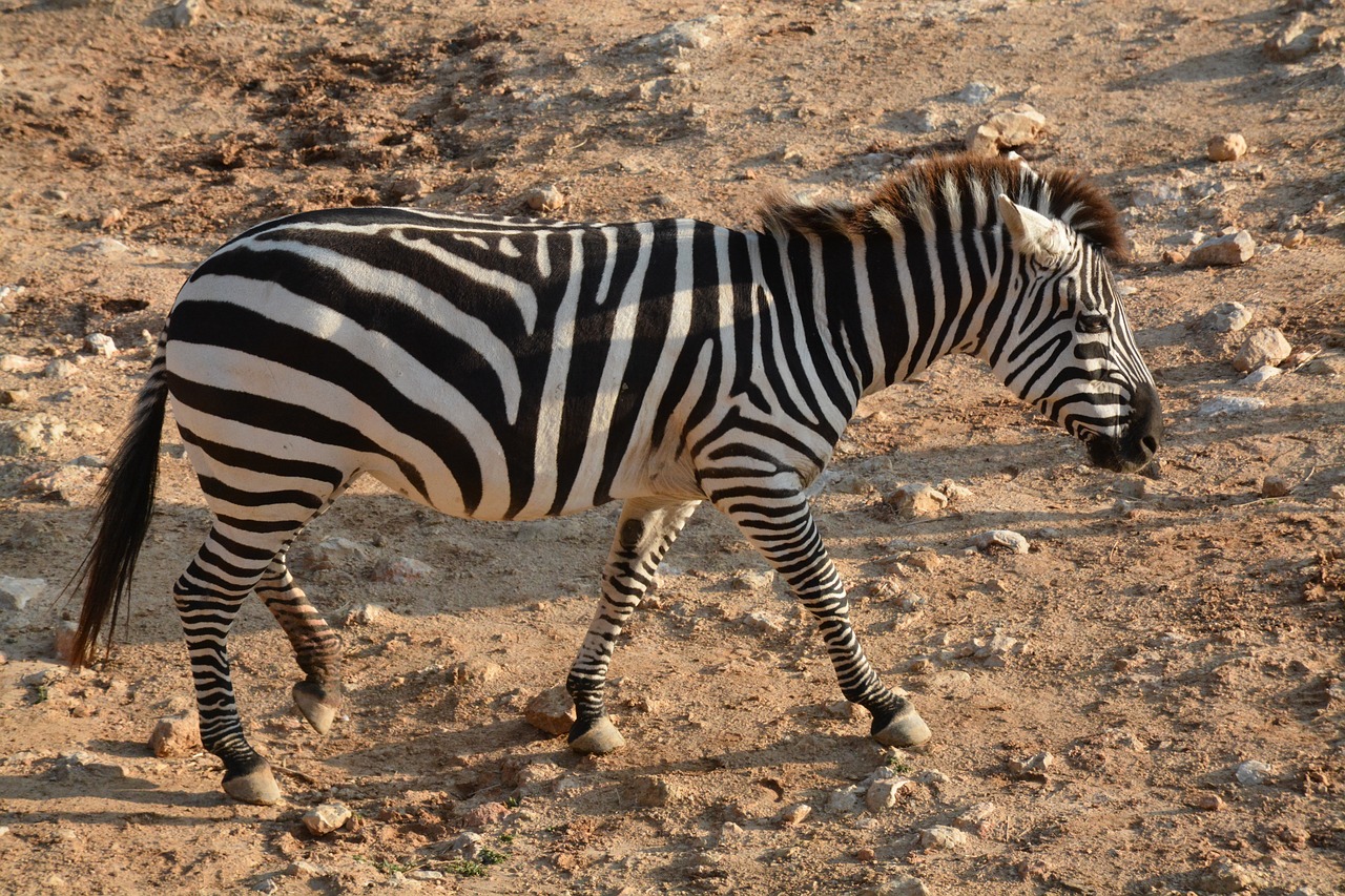 Zebra, Zoologijos Sodas, Gyvūnas, Afrika, Safari, Nemokamos Nuotraukos,  Nemokama Licenzija