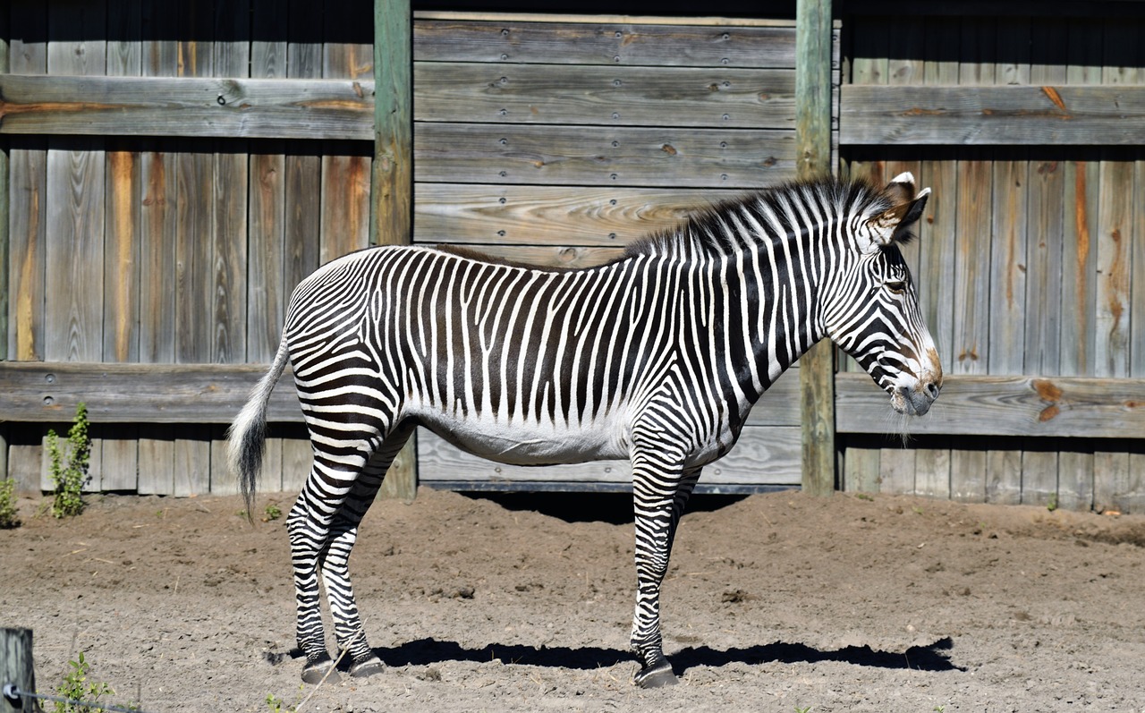 Zebra, Juostelės, Juoda, Balta, Laukiniai, Modelis, Gyvūnas, Dryžuotas, Afrika, Gamta