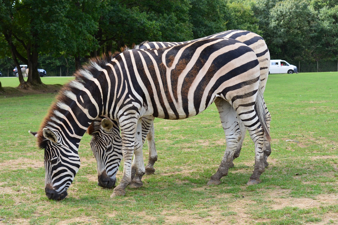 Zebra, Gamta, Zoologijos Sodas, Gyvūnas, Gyvūnai, Pilka, Juostelės, Savana, Nemokamos Nuotraukos,  Nemokama Licenzija