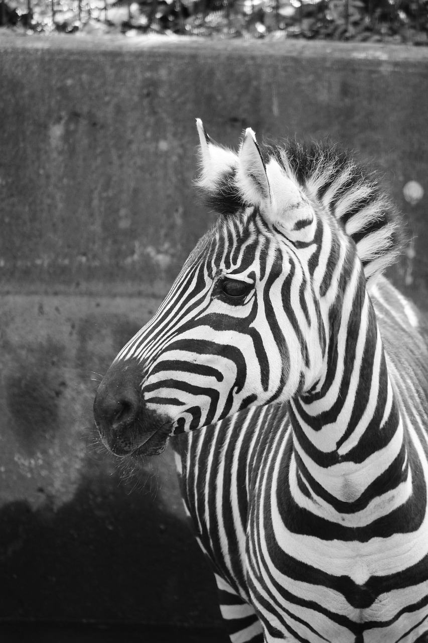 Zebra, Zoologijos Sodas, Juoda Ir Balta, Pėsčiųjų Perėja, Žinduolis, Nemokamos Nuotraukos,  Nemokama Licenzija