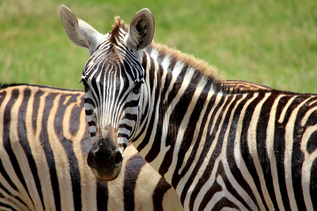 Zebra, Tsavo, Gyvūnas, Afrika, Safari, Dykuma, Nemokamos Nuotraukos,  Nemokama Licenzija
