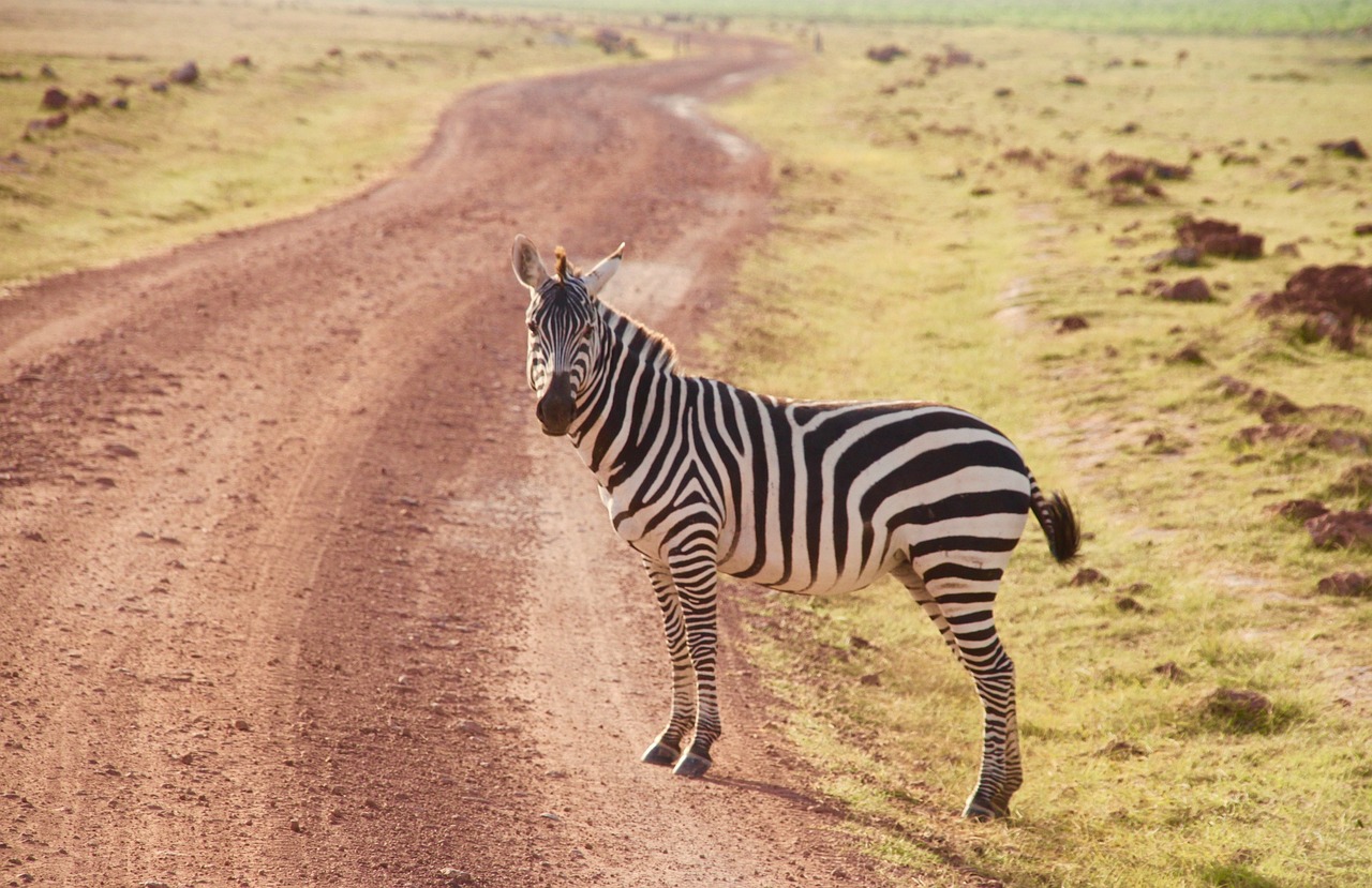 Zebra, Kenya, Amboseli, Nemokamos Nuotraukos,  Nemokama Licenzija