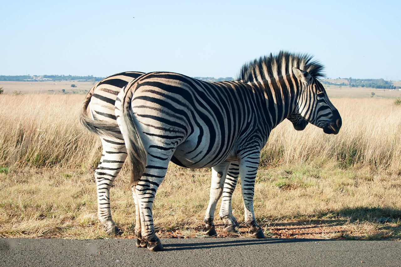 Zebra, Gyvūnas, Žinduolis, Laukinė Gamta, Žaidimas, Juoda, Balta, Dryžuotas, Juostos, Kelias