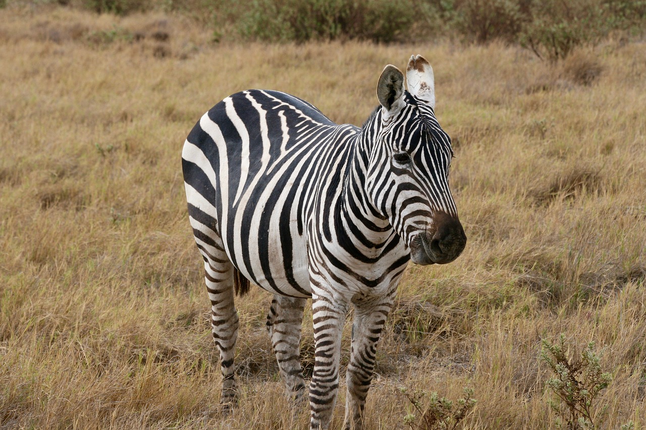 Zebra, Kenya, Safari, Laukiniai, Gamta, Nemokamos Nuotraukos,  Nemokama Licenzija