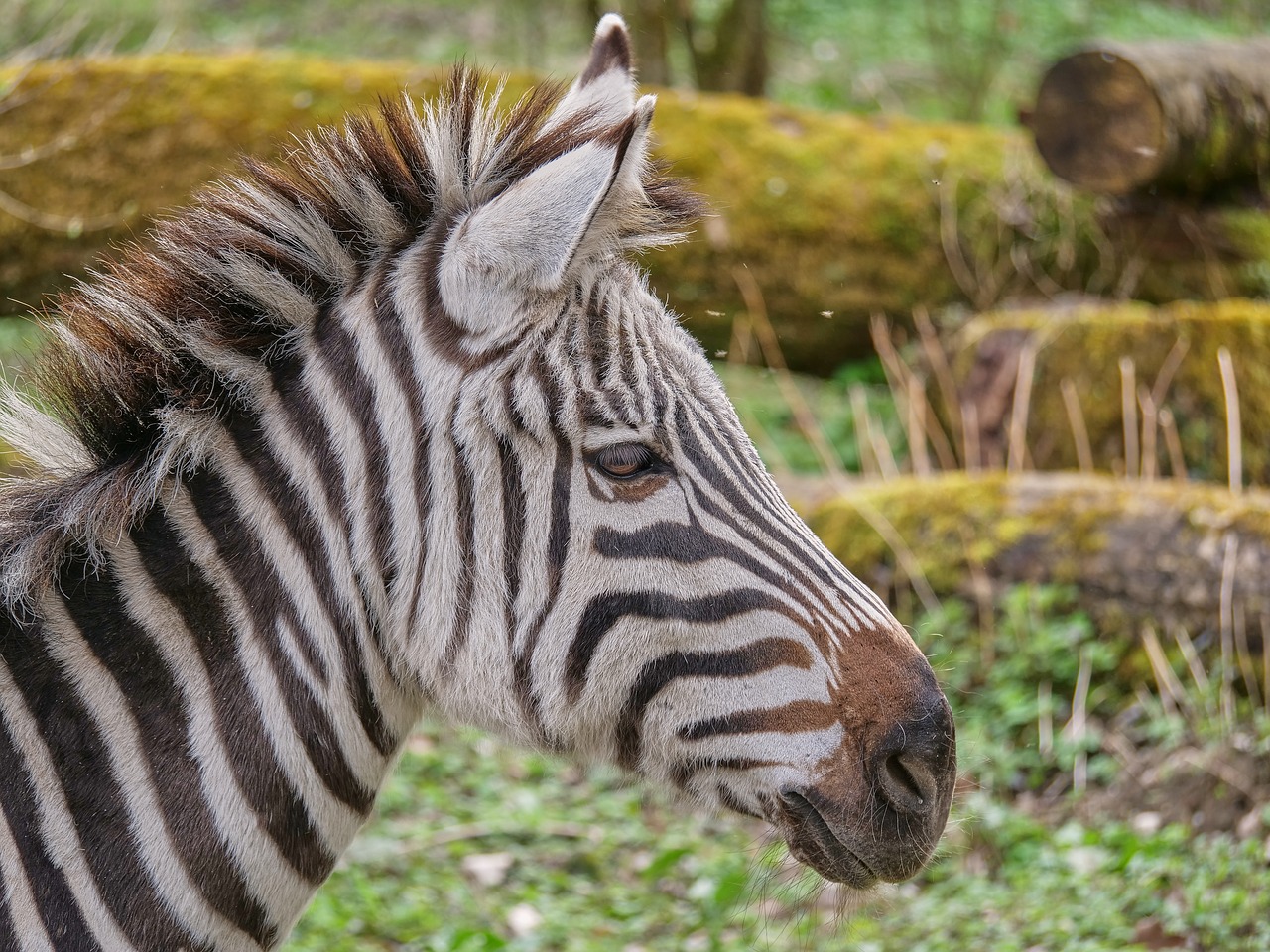 Zebra, Afrika, Safari, Nacionalinis Parkas, Laukinis Gyvūnas, Juostelės, Gyvūnas, Juoda Ir Balta, Zebra Juostelės, Gamta